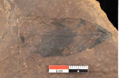 Foto (Detailsansicht) von Quercus mediterranea, Unger (NHMW-GEO-2024-0188-0949)